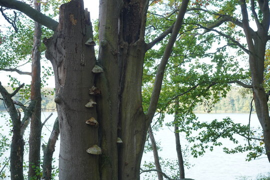 Alte Rotbuche (Fagus sylvatica) mit Baumpilzen am Ufer des M&uuml;hlenbecker Sees, Naturpark Barnim, Brandenburg