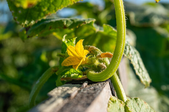 Close up of a bright yellow cucumber blossom with a tiny young growing cucumber fruit on a vine in a greenhouse or garden