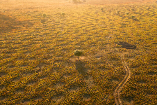 Aerial view of the golden savanna landscape with scattered trees, circular vegetation patterns, and a dirt track winding through the terrain in Umalulu, East Nusa Tenggara, Indonesia.