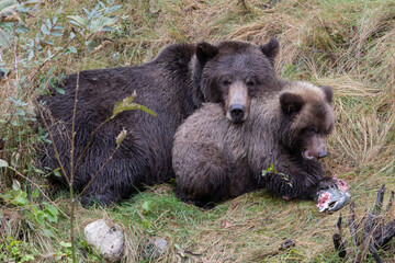Grizzly bear rests its head on a cub's back © Jan