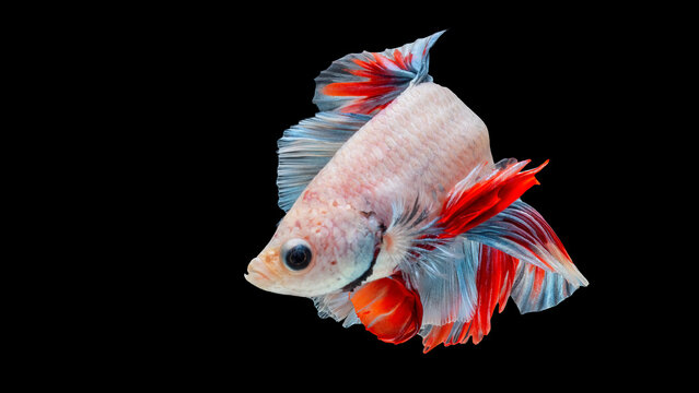Vibrant Red, White, and Blue Siamese Fighting Fish (Betta Fish) with Flared Fins on Black Background