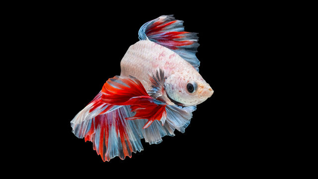Vibrant Red, White, and Blue Siamese Fighting Fish (Betta Fish) with Flared Fins on Black Background