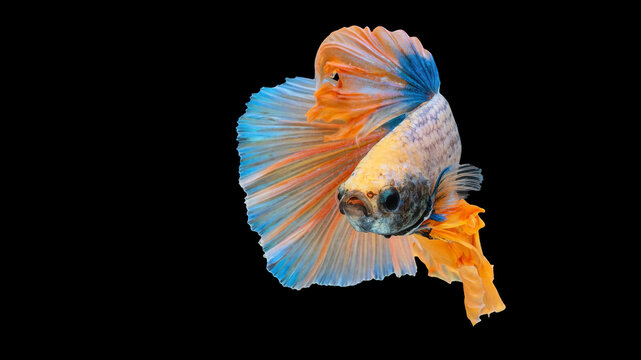 Vibrant Orange and Blue Siamese Fighting Fish (Betta Fish) with Flared Fins on Black Background