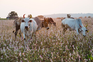 Cow grazing in the meadow © CRSHELARE