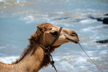 Profile portrait of a camel wearing a halter with the ocean in the background. © Syaradin