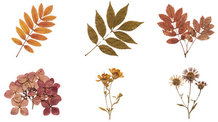 Autumn foliage collection including pressed leaves and dried wildflower sprigs isolated on transparent background for seasonal scrapbooking or fall paper crafts. © ATIQULISLAM