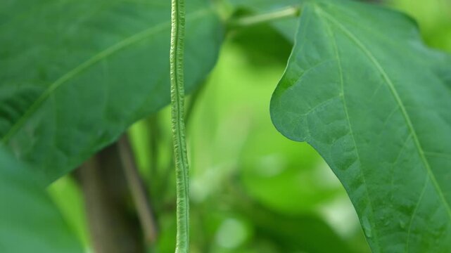 Close up of fresh green long bean pods hanging from a plant in a vegetable garden, with lush green foliage and soft natural light

