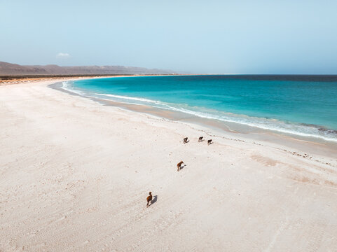 Aerial view of Aomak Camping Site with goats walking on the white sand beach against turquoise waters and distant mountains in Hadibu, Socotra, Yemen.