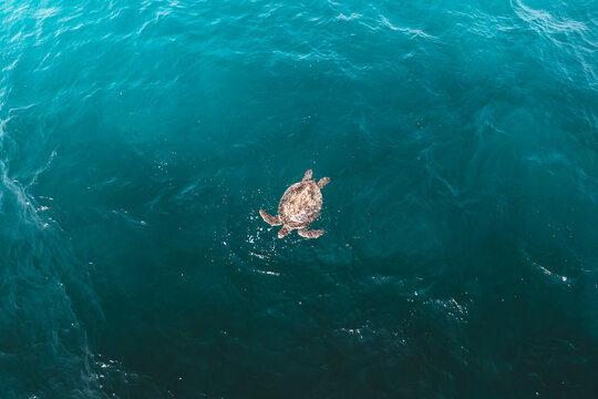 Aerial view of a sea turtle swimming in the deep blue ocean water, Hadibu, Socotra, Yemen.