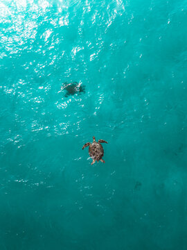 Aerial view of two sea turtles swimming in the clear turquoise waters near Aomak Camping Site, Hadibu, Socotra, Yemen.