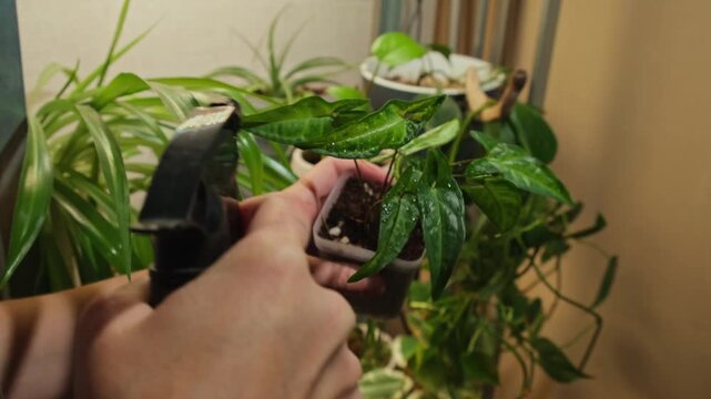 Woman spraying houseplant sygnonium. Home gardening