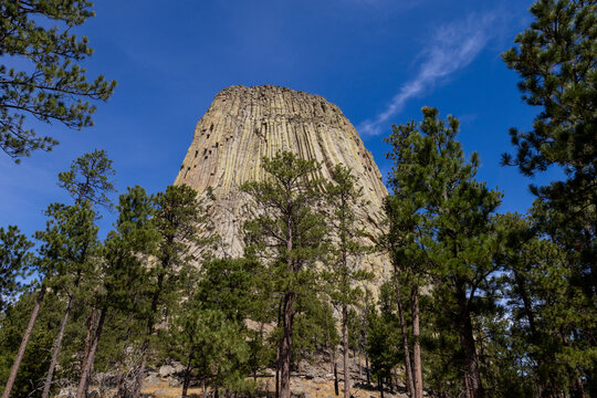 Devils Tower Through the Pines, Devils Tower National Monument, Wyoming