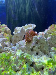 coral reef in aquarium © Ariel