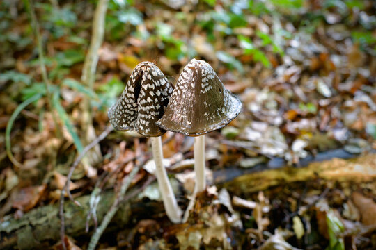 Pair of magpie inkcap mushrooms Coprinopsis picacea growing on autumn forest floor
