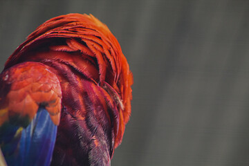 Scarlet macaw displaying part of its back plumage in the jungles of Copán. © Francisco