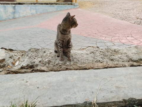 Tabby stray cat sitting alertly on a concrete ledge looking aside at an outdoor park.