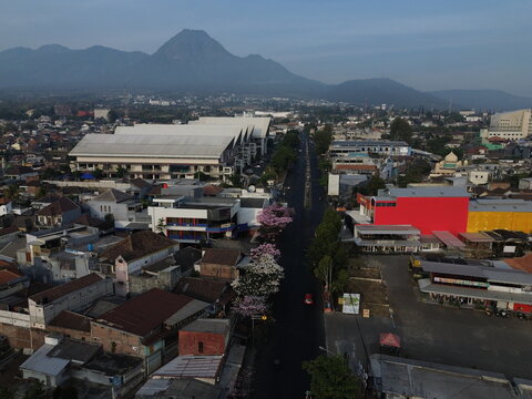 Aerial view of Wisata Tabebuya Pendem featuring blooming Tabebuia trees lining the street, surrounded by urban rooftops and a mountain in the background in Junrejo, East Java, Indonesia.