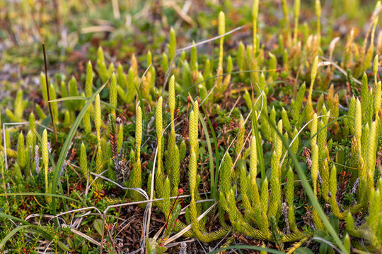 Lycopodium lagopus green strobili, one-cone club-moss wild plant, Beringia National Park, Chukotka, Russia