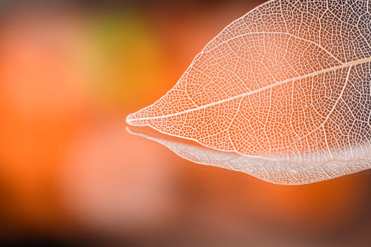 orange leaves on autumn background, fibrous structure of transparent leaf