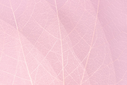 Dried leaves symbolizing lightness and airiness, translucent leaf on pink background