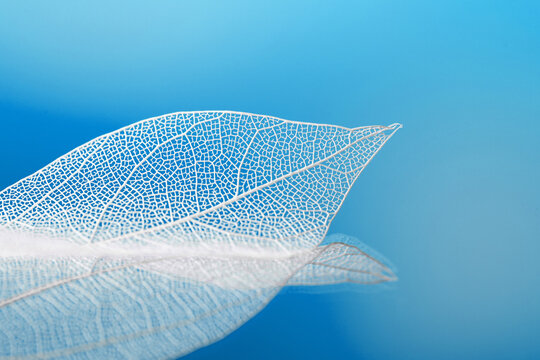 blue leaf skeletons, transparent leaves with veined texture as a background