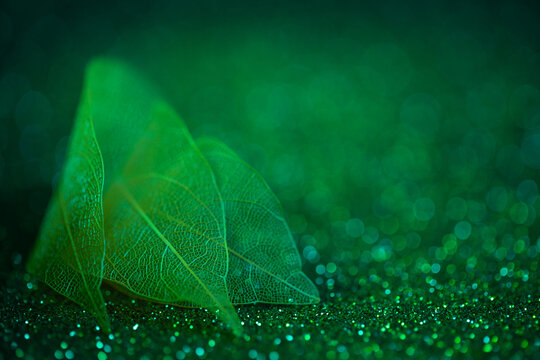 Airy leaves with translucent texture, green leaf on abstract background
