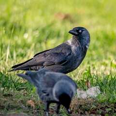 Eurasian jackdaws (Corvus monedula) in autumn. © Adam
