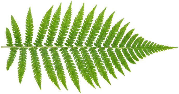 Green fern frond isolated on black background.