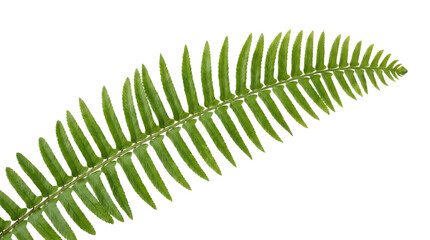 Green fern leaf on a transparent background with detailed fronds © DarynaMurometz