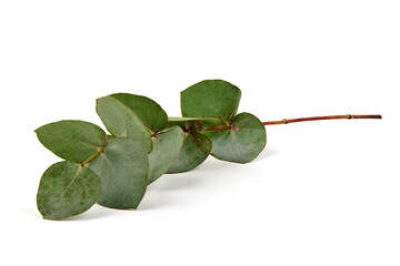 Fresh eucalyptus branch with green leaves isolated on white © GSDesign