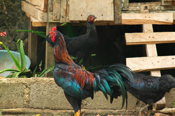 Black rooster with iridescent green and blue tail feathers and red comb standing near a rustic wooden chicken coop with hens on a farm © ITrWorks
