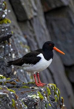 Eurasian oystercatcher standing on mossy basalt rock, wildlife conservation and coastal ecosystem, nature photography of shorebird in natural habitat