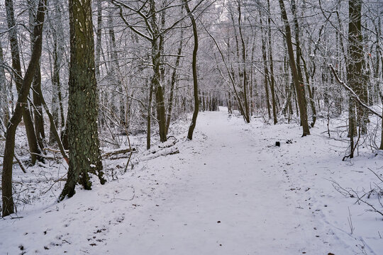 Snow-covered road in a dense deciduous forest during winter