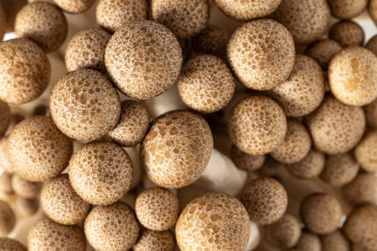 macro top view of brown shimeji mushrooms