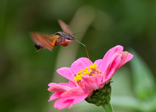 ピンクの花にホバリングしながら蜜を吸うホウジャク