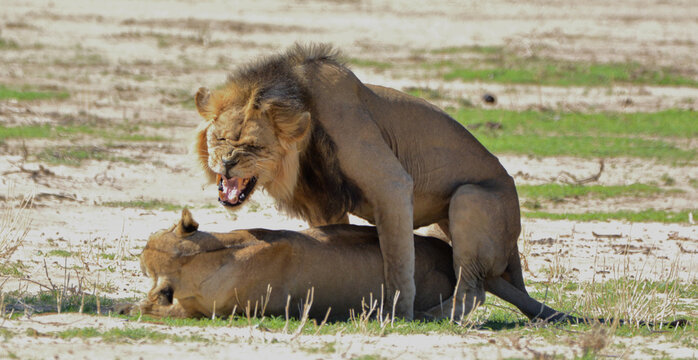 Male lion mating with lioness in Kalahari, roaring expression