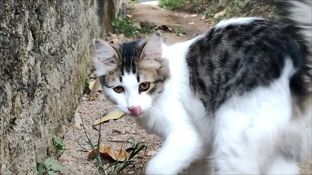 Medium-haired tabby and white domestic cat licking nose outdoors near a wall