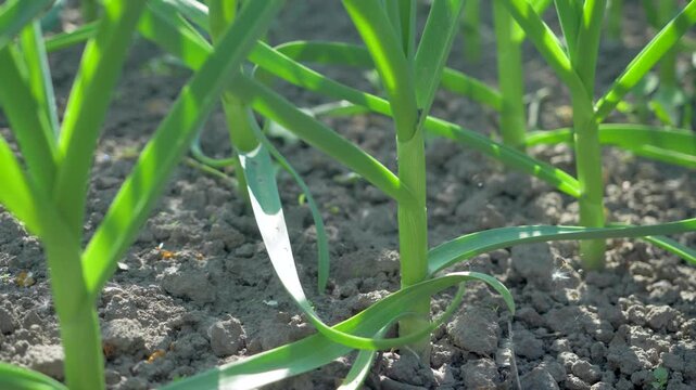 Fresh garlic shoots in sunlit field. Strong green stalks rise from dry cracked soil. Early-stage growth ensures future harvest. Natural farming preserves soil fertility and biodiversity
