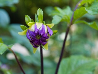 Flower bud with purple petals in a garden during daylight hours © Piotr