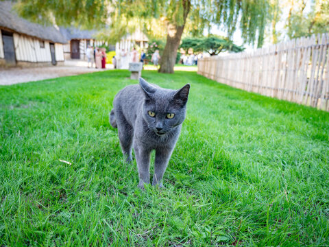 A gray short-haired cat with amber eyes walks across a bright green lawn at a traditional Norman farmhouse, with half-timbered buildings, a thatched roof and willow trees in the background, Normandy, 
