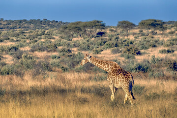 Giraffe © Dietmar