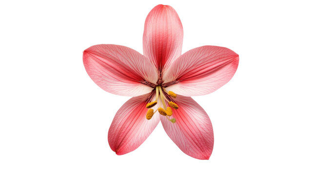 Single pink lily flower with five petals and yellow stamens, isolated on a black background, for botanical and floral