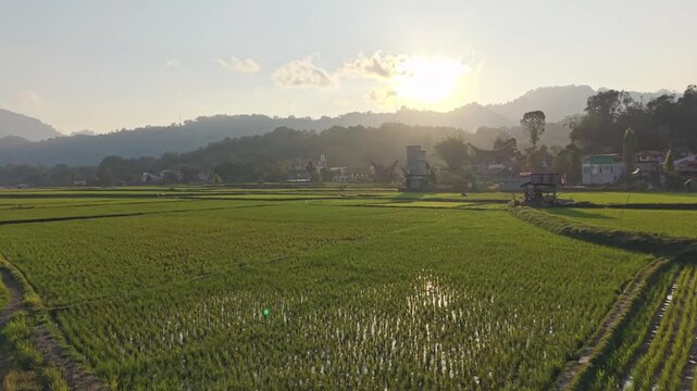 Scenic sulawesi rice paddies at sunset in rantepao
