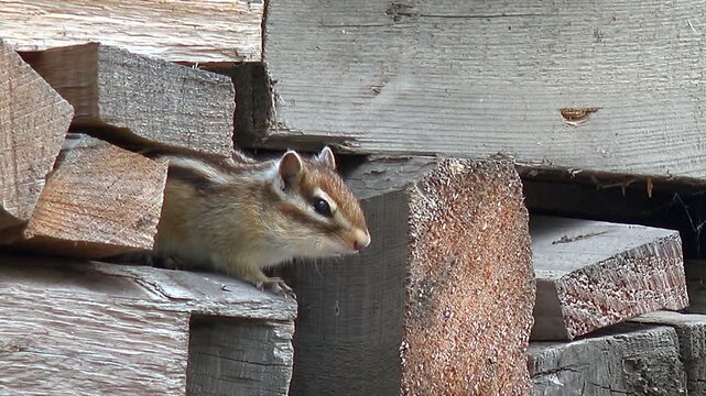 シマリス
