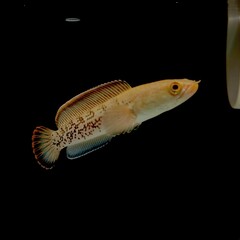 Golden Brown Freshwater Fish Isolated Against a Black Background © SUPERSETAR