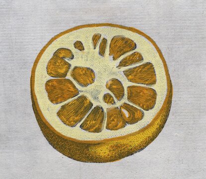 Aurantium Foetiferum, orange, citrus fruit, hand-coloured copperplate engraving from Giovanni Baptista Ferrari Hesperides, Sive, de Malorum Aureorum Cultura et Usu Libri Quatuor, Rome, 1646