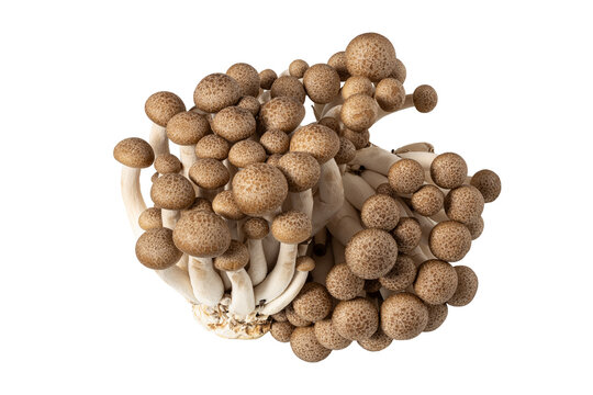 Close up of brown shimeji mushrooms cut out