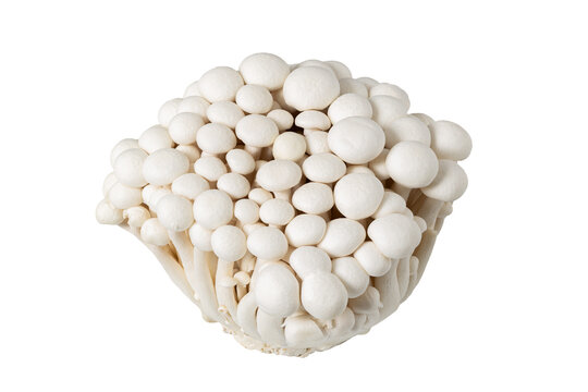 Close up of white shimeji mushrooms cut out