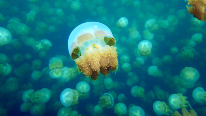 Photo of tropical paradise jellyfish lake under water of  azure Pacific Ocean of Palau Seventy Islands. Beautiful  snorkeling photography.  © TKalinovskaya