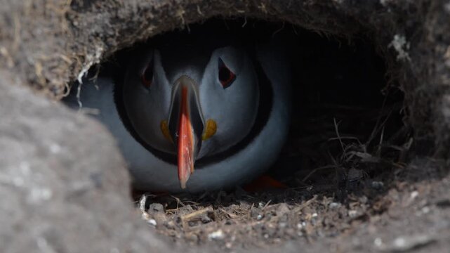 A puffin in it's burrow